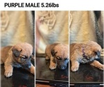 Puppy PURPLE German Malinois