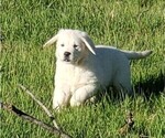 Small Photo #8 Golden Retriever Puppy For Sale in THOUSAND OAKS, CA, USA