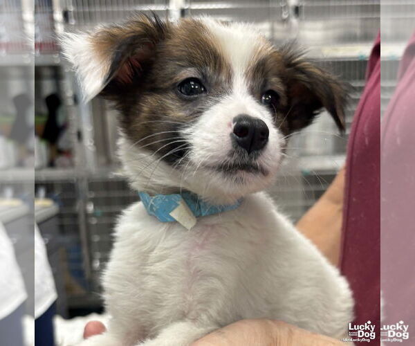 Medium Photo #3 Spaniel-Unknown Mix Puppy For Sale in Washington, DC, USA