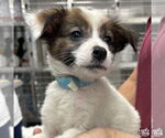 Small #2 Spaniel Mix