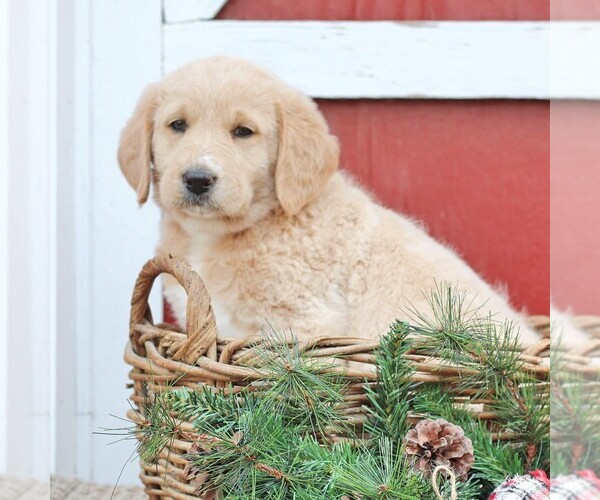 Medium Photo #3 Labradoodle Puppy For Sale in GREENCASTLE, PA, USA