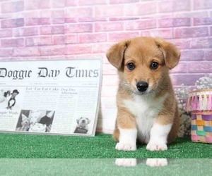 Pembroke Welsh Corgi Puppy for sale in BEL AIR, MD, USA