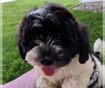 Small Photo #4 ShihPoo Puppy For Sale in FREDERICKSBURG, OH, USA