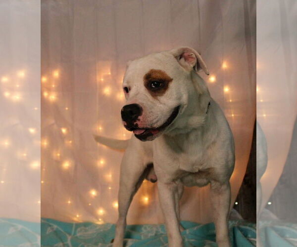 Medium Photo #6 American Bulldog Puppy For Sale in Crandall, GA, USA