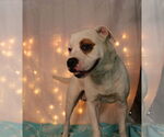 Small #5 American Bulldog