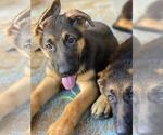 Small Photo #10 German Shepherd Dog Puppy For Sale in RIO LINDA, CA, USA