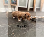 Small #4 Dachshund