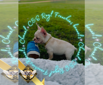 Small #3 French Bulldog