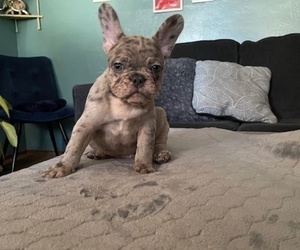 Medium French Bulldog