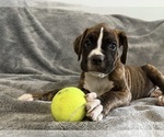 Puppy Aqua Boxer