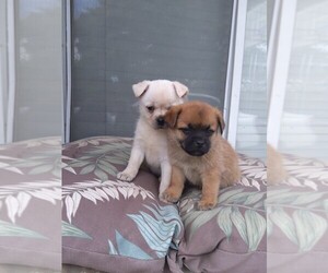 Pom-A-Pug Puppy for sale in FRESNO, CA, USA