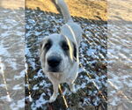 Small #8 Great Pyrenees