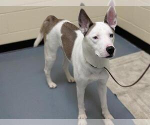 Siberian Husky-Unknown Mix Dogs for adoption in Denver, CO, USA