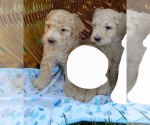 Goldendoodle Puppy for sale in HINCKLEY, MN, USA