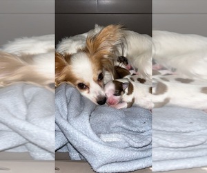 Papillon Puppy for sale in MANCHESTER, NH, USA