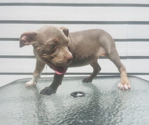 Medium Photo #7 American Bully Puppy For Sale in TRENTON, NJ, USA