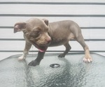 Small #6 American Bully