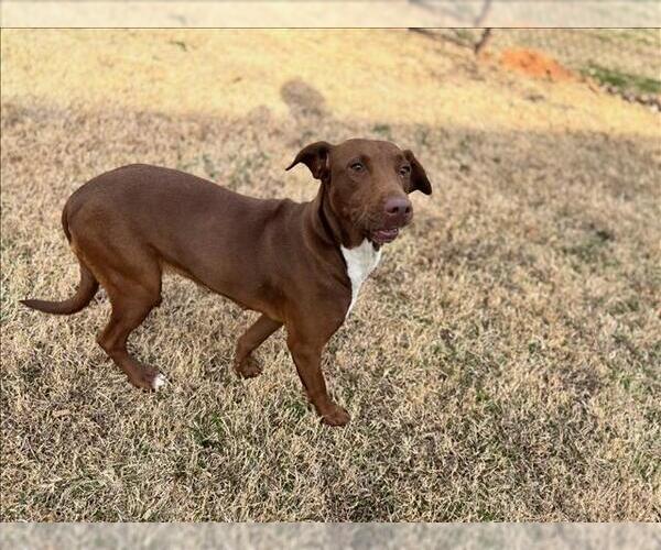 Medium Photo #1 Labrador Retriever-Unknown Mix Puppy For Sale in Grovetown, GA, USA