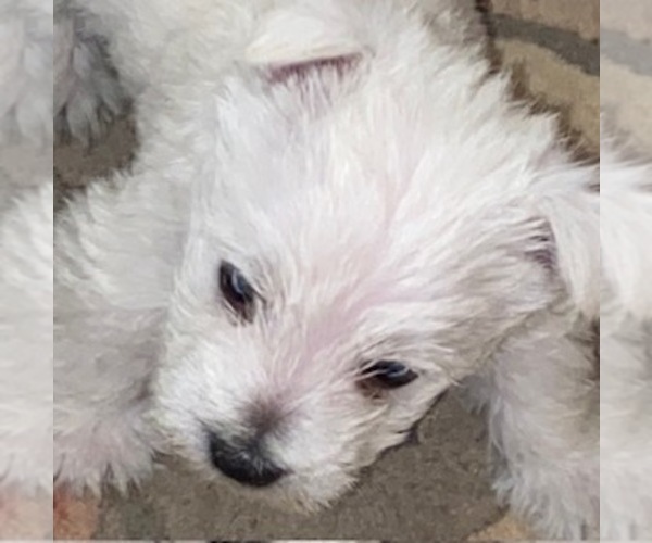 Medium Photo #2 West Highland White Terrier Puppy For Sale in FILLMORE, CA, USA