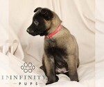 Small #3 Belgian Malinois