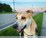 Small #5 Labrador Retriever Mix