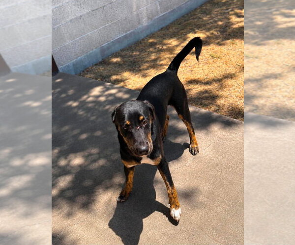 Medium Photo #4 Boxer-Unknown Mix Puppy For Sale in Salt Lake City, UT, USA