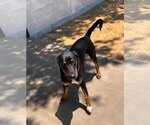 Small #3 Boxer Mix