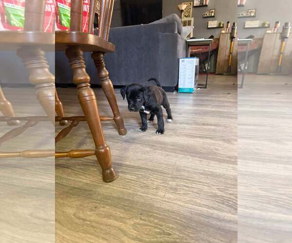 Medium Photo #6 Mutt Puppy For Sale in Holly Springs, NC, USA