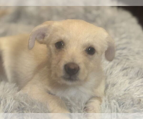 Medium Photo #4 Chihuahua-Unknown Mix Puppy For Sale in Andover, MN, USA