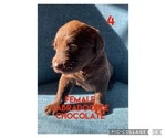 Puppy 5 Labradoodle
