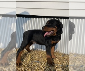 Rottweiler Puppy for sale in ORRVILLE, OH, USA