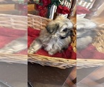 Small Photo #14 Shih Tzu Puppy For Sale in BRIDGETON, NJ, USA