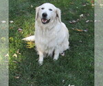 Small Photo #13 English Cream Golden Retriever Puppy For Sale in NORTHWOOD, OH, USA