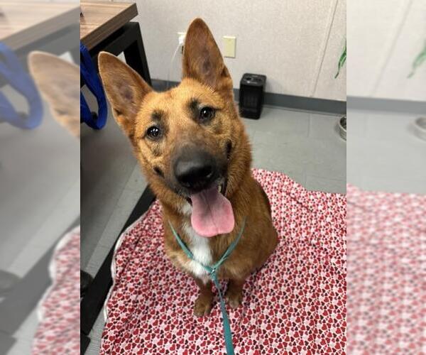 Medium Photo #2 German Shepherd Dog-Unknown Mix Puppy For Sale in San Bernardino, CA, USA