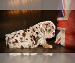 Puppy 0 English Bulldog