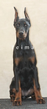 Medium Photo #1 Doberman Pinscher Puppy For Sale in MURRIETA, CA, USA