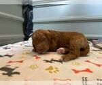 Small Photo #70 Goldendoodle Puppy For Sale in NORTH SCITUATE, RI, USA