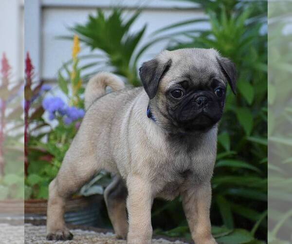 Medium Photo #2 Pug Puppy For Sale in HONEY BROOK, PA, USA
