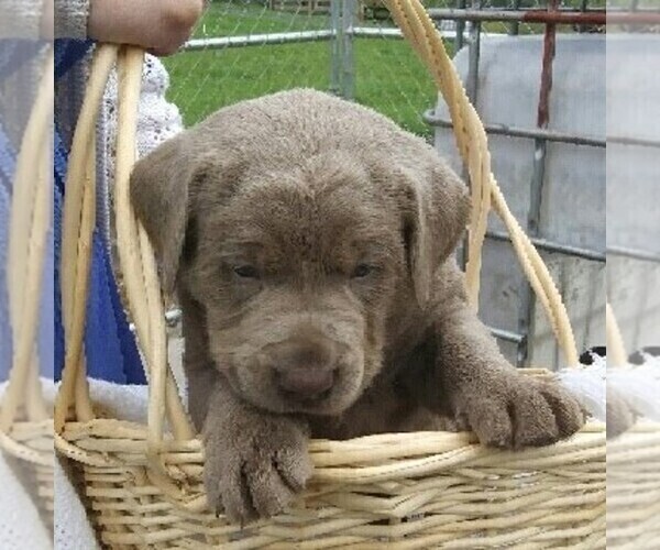 Medium Photo #2 Labrador Retriever Puppy For Sale in CLEARVILLE, PA, USA