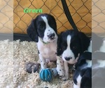 Small #9 English Springer Spaniel