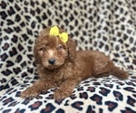 Small #1 Goldendoodle (Miniature)