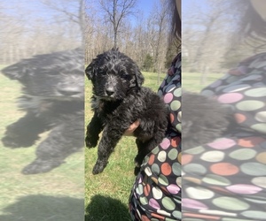 Aussiedoodle Puppy for sale in UPTON, KY, USA