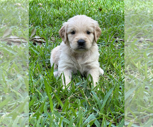 Golden Retriever Puppy for sale in GARRISON, TX, USA