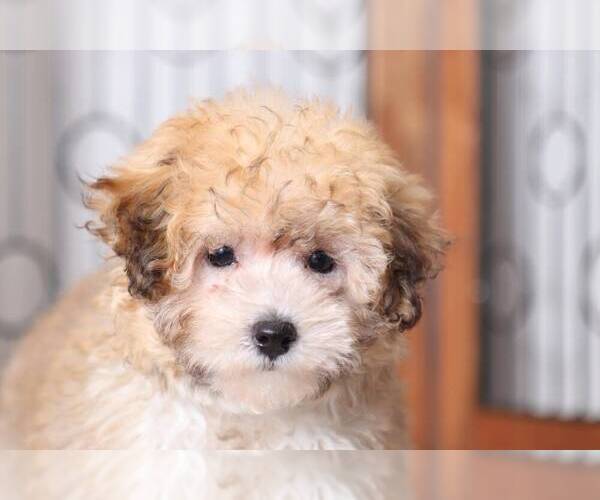 Medium Photo #2 Poodle (Miniature) Puppy For Sale in NAPLES, FL, USA