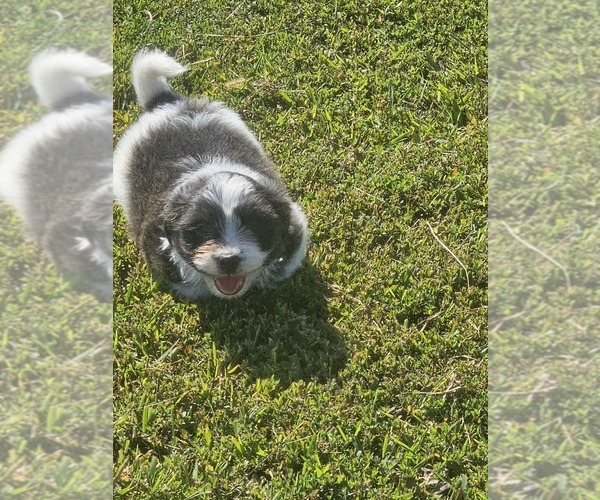 Medium Photo #4 Schweenie Puppy For Sale in BOWLING GREEN, KY, USA