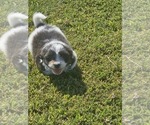 Small #3 Schweenie