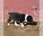 Small #5 Australian Cattle Dog-Border Collie Mix