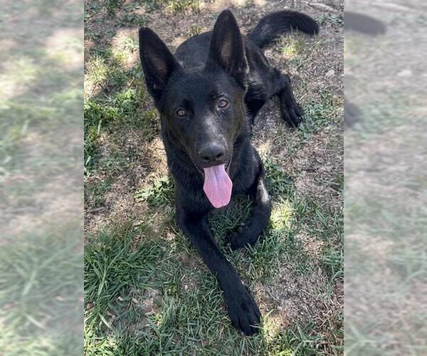 Medium Photo #3 German Shepherd Dog Puppy For Sale in Riverside, CA, USA