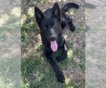 Small #2 German Shepherd Dog