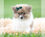 Small Photo #43 Pomeranian Puppy For Sale in WARSAW, IN, USA